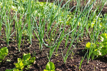 Organic Spring Onion Vegetable