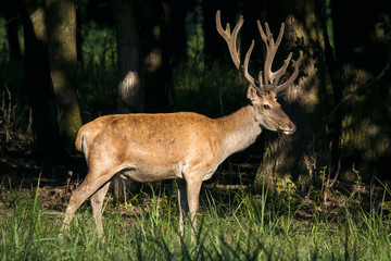 Obraz premium Deer in the woods