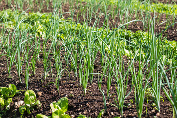 Organic Spring Onion Vegetable