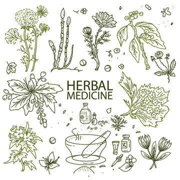 Herbal medicine doodle hand drawn elements sketch