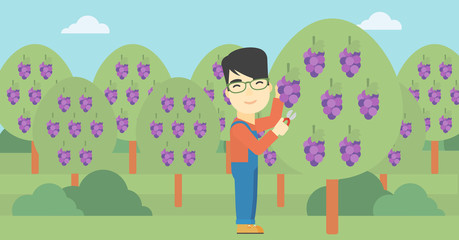 Farmer collecting grapes vector illustration.