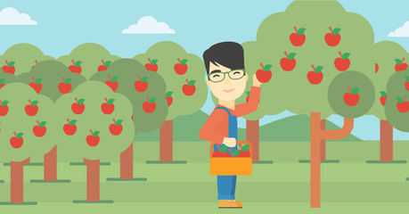 Farmer collecting apples vector illustration.