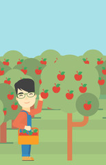 Farmer collecting apples vector illustration.