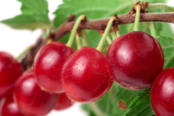 felted cherry branch isolated on white background