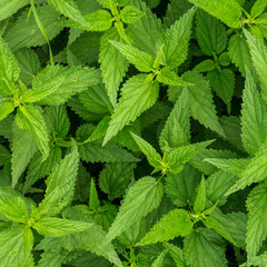 abstract green stinging nettle background texture