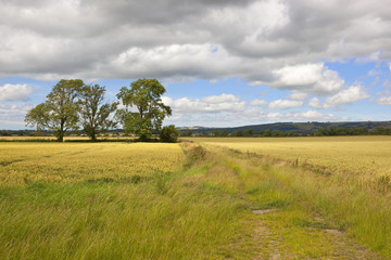 wheat fields and ash trees