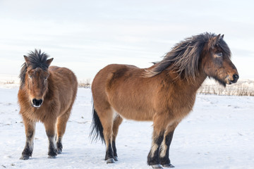 Brown shaggy Icelandic horses in winter. Iceland.