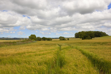 ripening barley fields