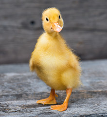 Cute little newborn duck standing on wood. Newly hatched duckling on a chicken farm.