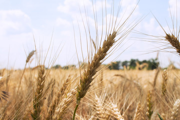 spikelet on the background of a wheat field