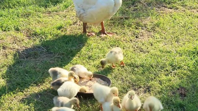 brood of goslings on the grass
