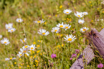 Daisy on the meadow