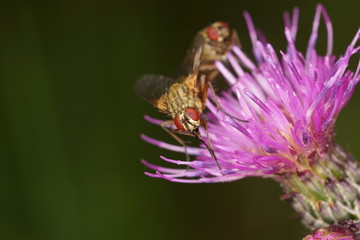 Fliegen auf Distelblüte © fl0ri0604
