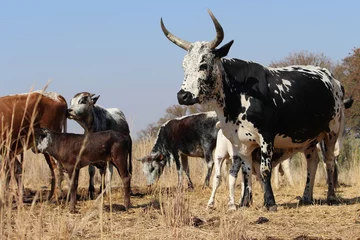 Papier Peint photo autocollant Vache A Nguni herd grazing on dry bushveld grass in South Africa