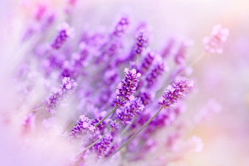 Beautiful lavender - soft focus due to the use of color filters