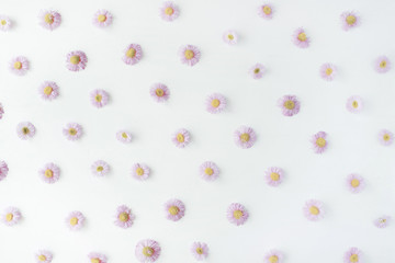 chamomile pattern on white background. flat lay, top view