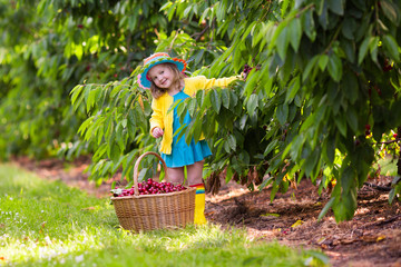 Little girl picking cherry from garden tree