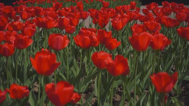 Field of red tulips. Shot in motion