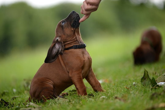 Streicheleinheiten, brauner Jagdhundwelpe wird am Kinn gekrault