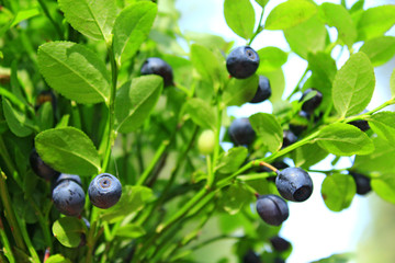 bilberry on the bush in the forest