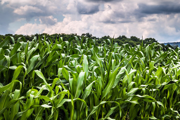 corn field closeup landscape