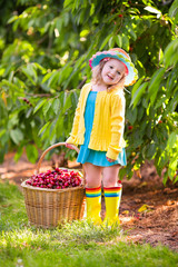 Little girl picking cherry from garden tree