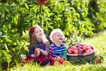 Kids picking apples in fruit garden