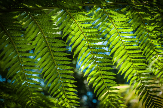 Dicksonia antarctica (soft tree fern, man fern)