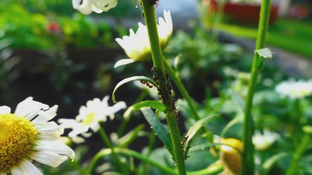 Ant watching over a group of aphids