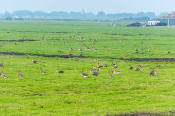Fototapeta na wymiar Lots of wild geese searching food on the meadow