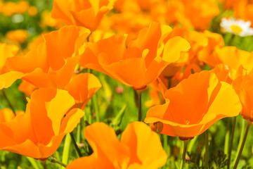 Fototapeta premium Orange poppies in a summer meadow on sunny day