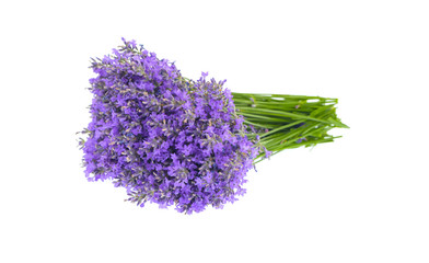 Bunch of lavender flowers isolated on white.