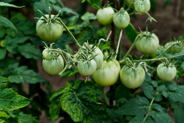 Green Tomatoes in a garden close up