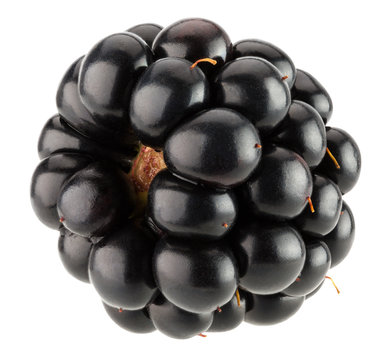 blackberry isolated on the white backhround