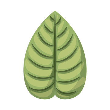 leaf plant isolated icon design, vector illustration  graphic 
