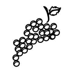 Delicious and fresh grapes fruit, isolated flat icon design vector illustration.