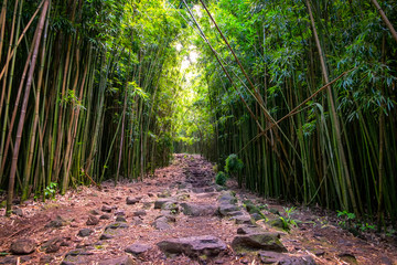 Landscape view of bamboo forest and rugged path, Maui