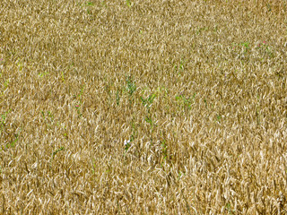 Field of the ripe golden wheat