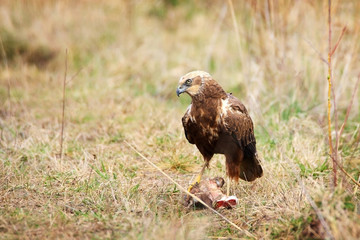 marsh harrier sitting in grass