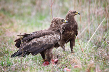 Fototapeta premium lesser spotted eagle