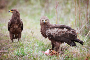 lesser spotted eagle