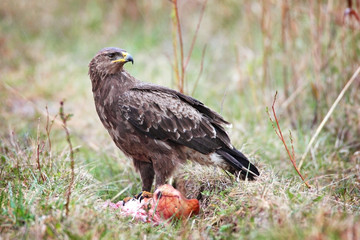 lesser spotted eagle
