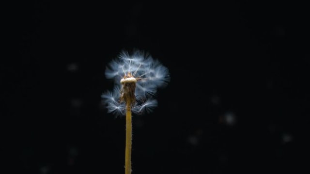 Blow to the dandelion seeds and scatter around on black background. Slow motion, high speed camera, 250fps
