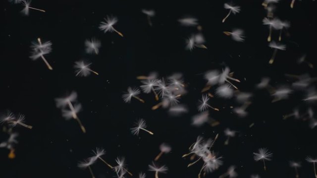 Blow to the dandelion seeds and scatter around on black background. Slow motion, high speed camera, 250fps