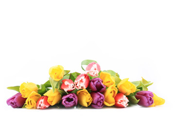 colorful tulips isolated on a white background