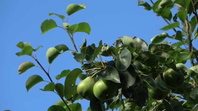 Footage of green unripe pears hanging in pear tree also showing the green leafs of the fruit tree moving slowly by wind and blue sky background fruit not ready for picking but very fresh and healthy