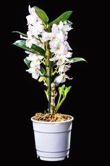 Orchid flower pot on black