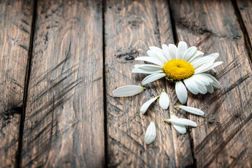 Obraz premium daisy on a wooden background