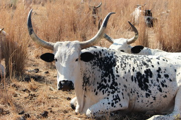 A large Nguni cow resting in the dry grass