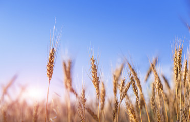 Fototapeta premium Field dawn sky wheat